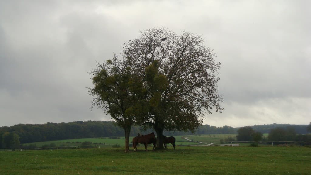 Auprès de mon arbre...