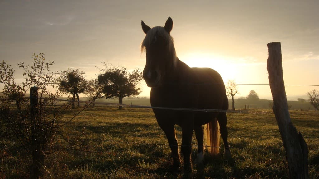 Cheval au petit matin