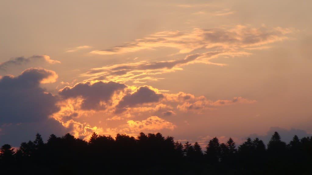 Détail au soleil levant