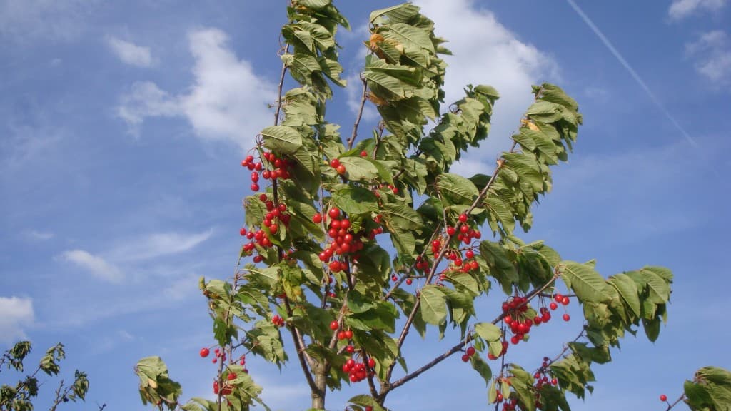 Du vent dans les cerises....
