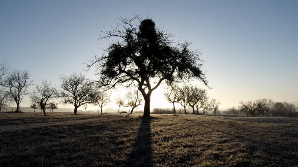 Au pied de l'arbre, un sol gelé
