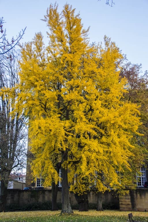 automne