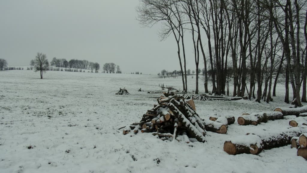  Bois  sous la neige
