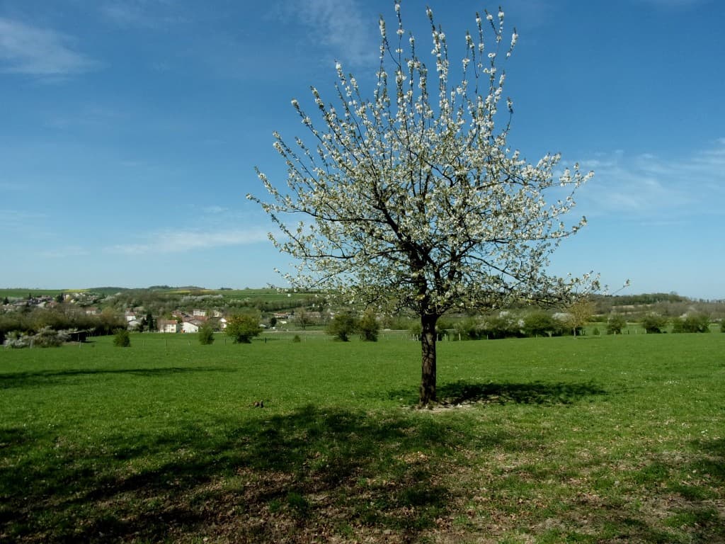 C'est bien le printemps..