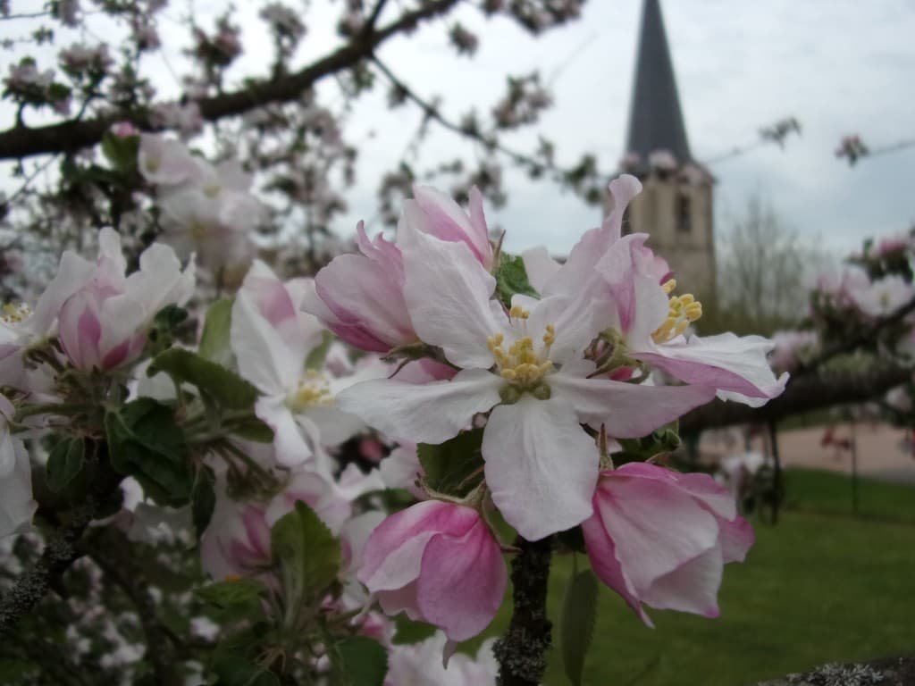 Ciel gris mais les pommiers sont en fleurs
