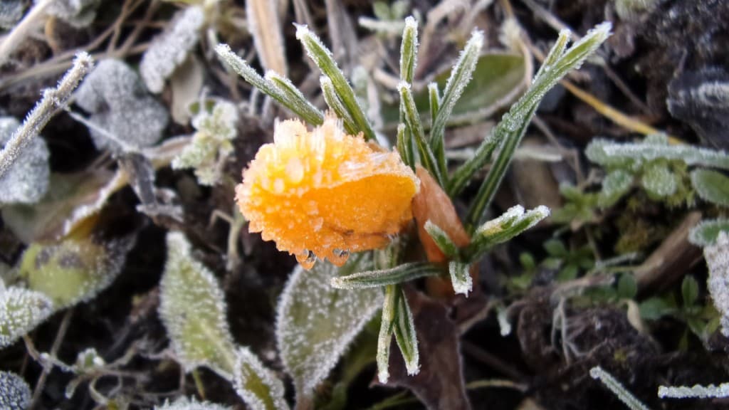 Crocus givré