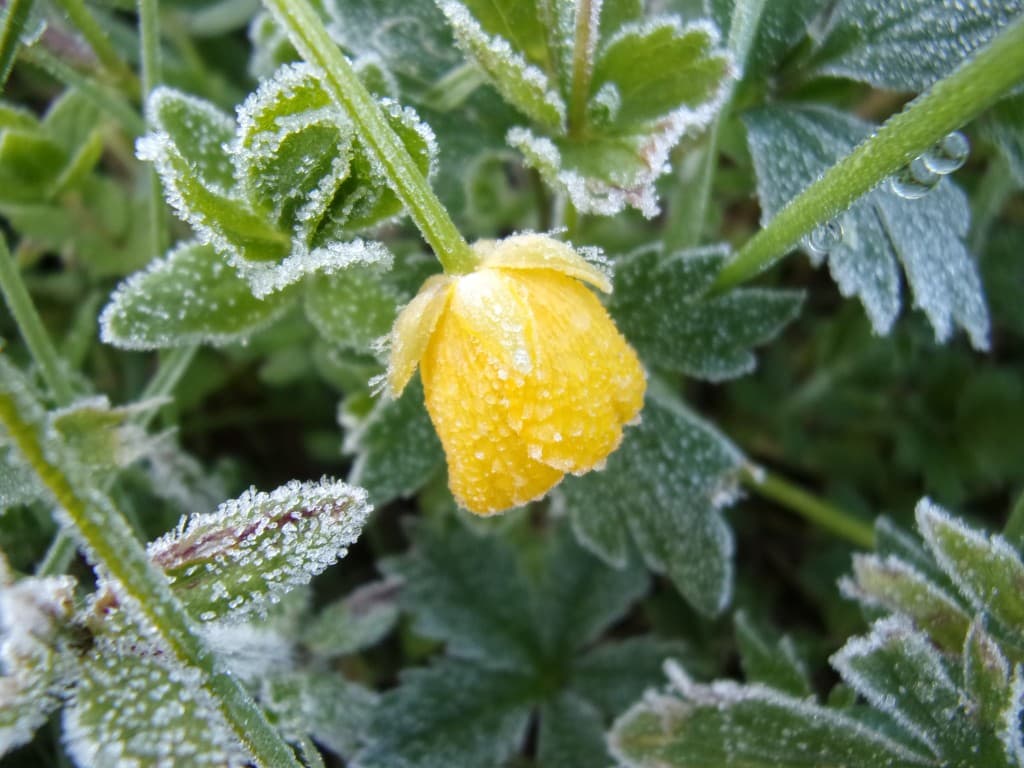 Gelée de mai