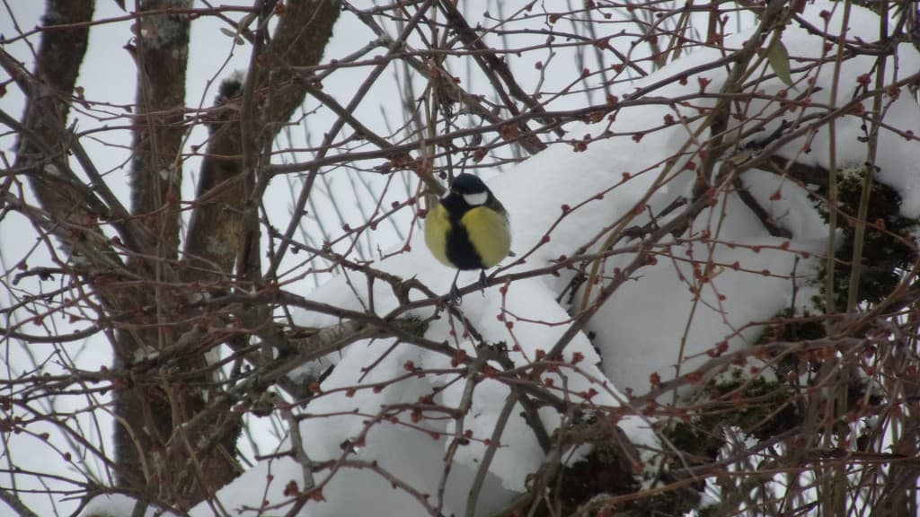 Jolie mésange