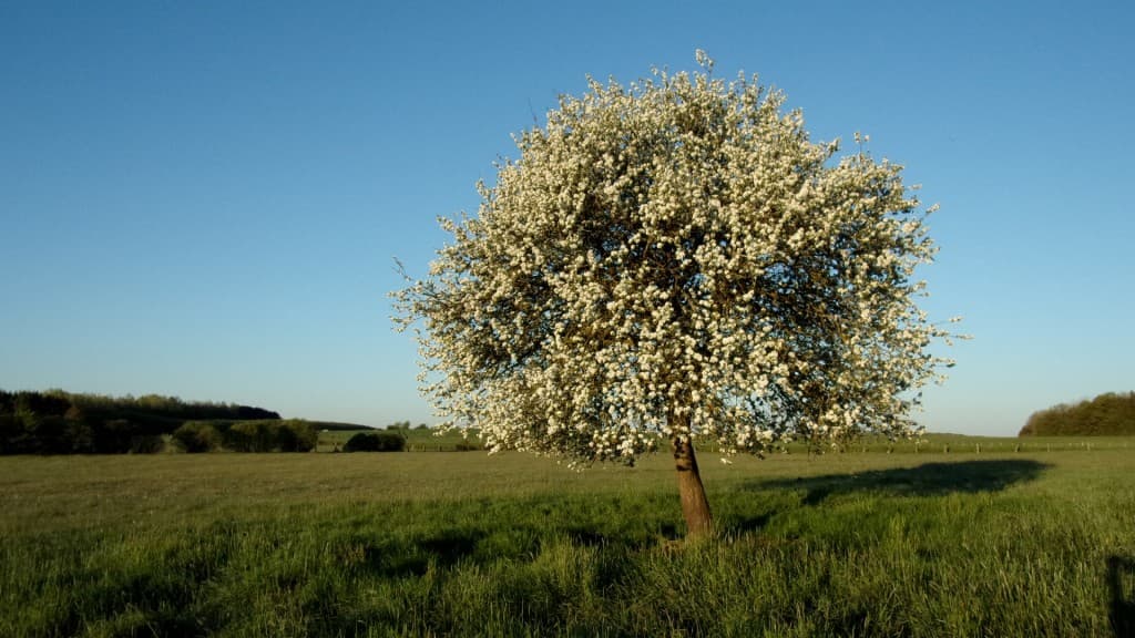 Beauté de l'arbre en fleurs au petit matin