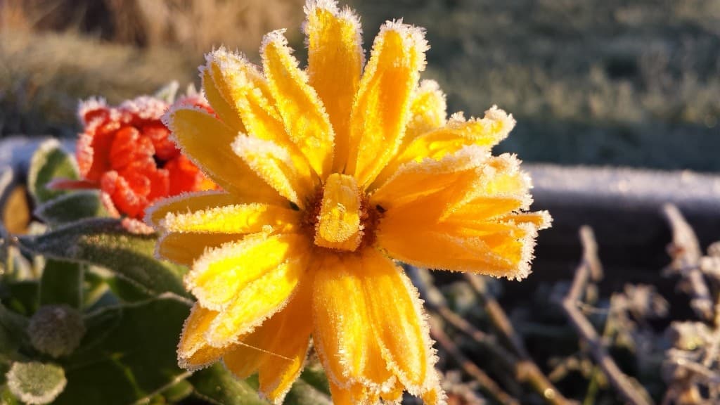 Belle gelée avec -3° ce matin