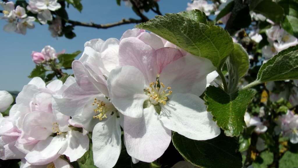 Très beau temps pour les pommiers en fleurs