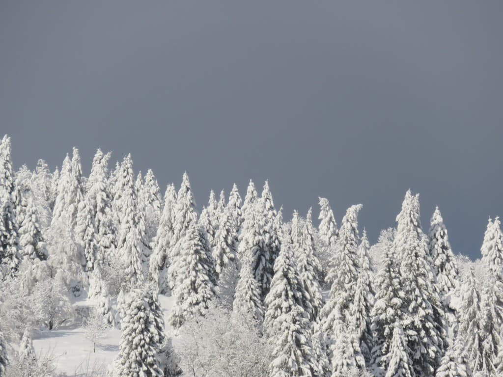 Arbres très chargés à 850m