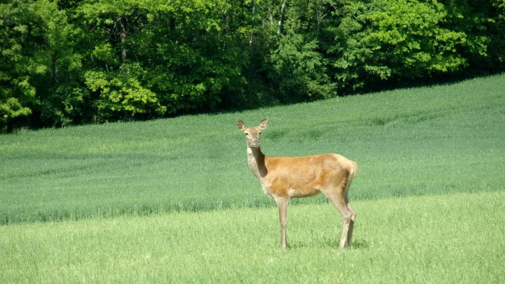 Biche solitaire observée ce matin