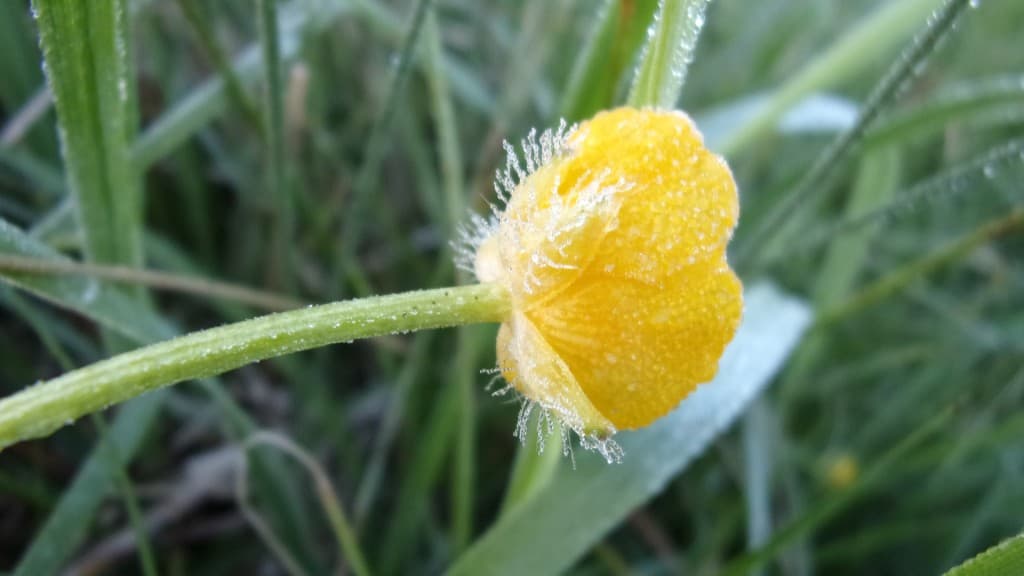 Faible gelée 