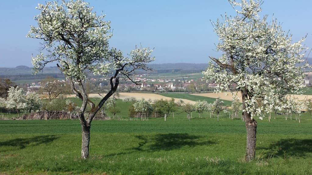 Mirabelliers en fleurs