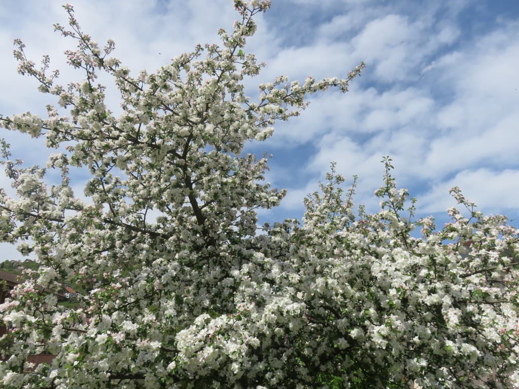 Pommier en fleur