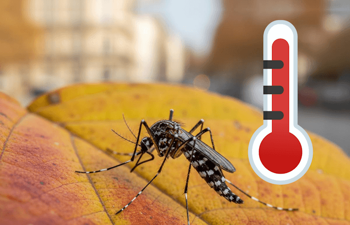 Douceur record en novembre : de multiples conséquences néfastes