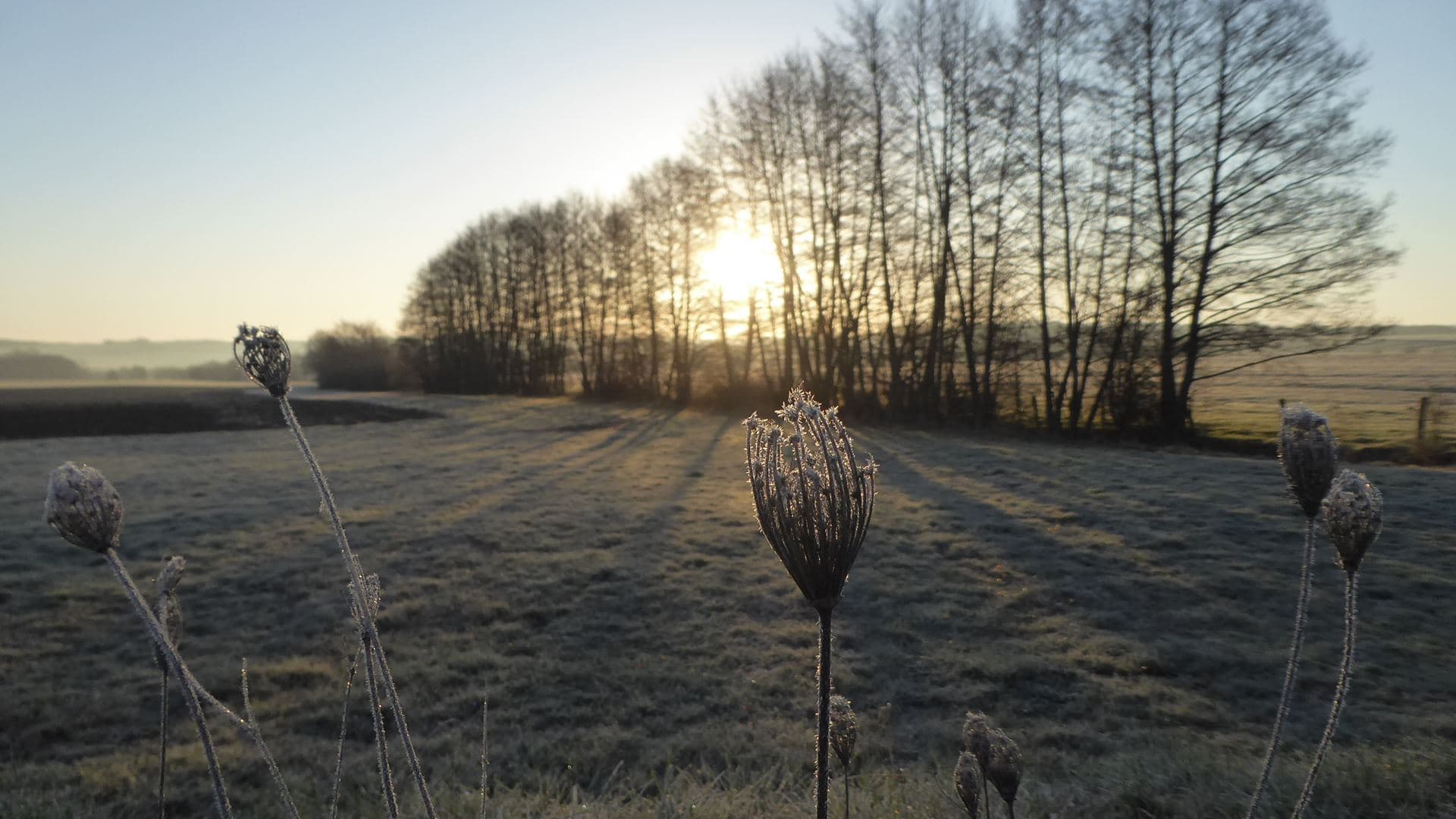 Gelée blanche