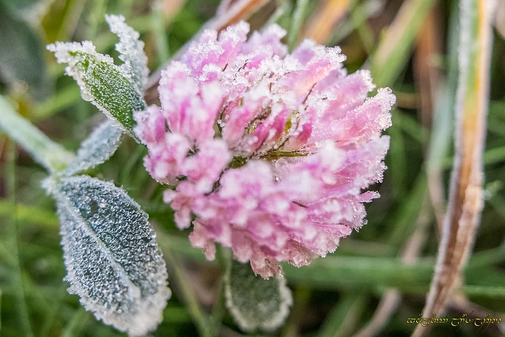 Givre d'automne -I