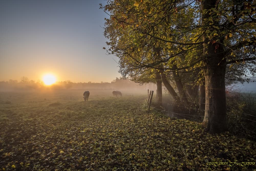 Brumeux lever dans le bocage