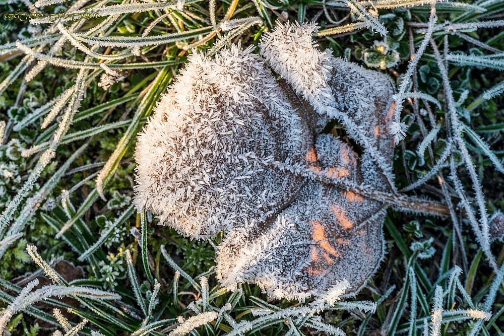 Givre en détail