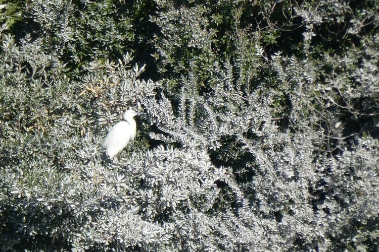 aigrette garzette