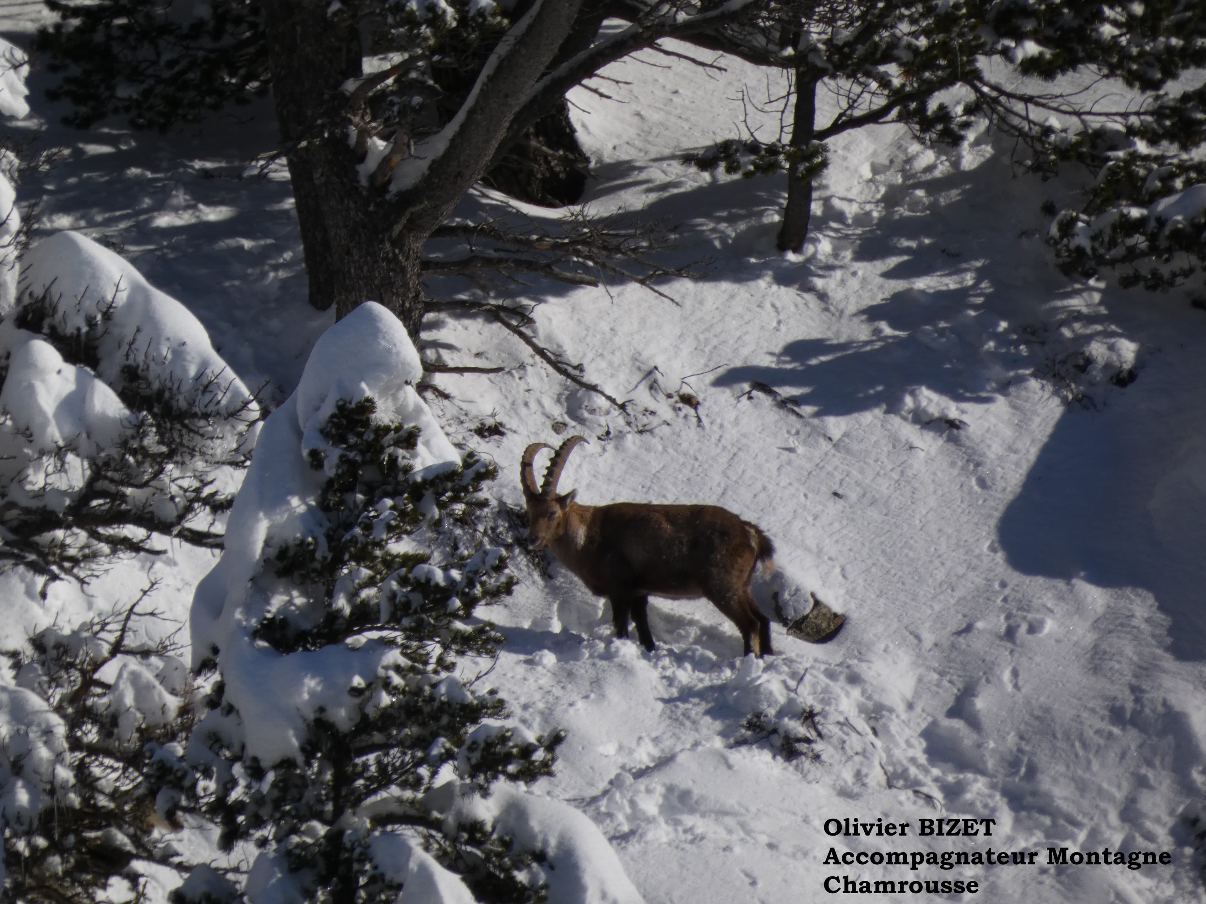 Bouquetin Chamrousse