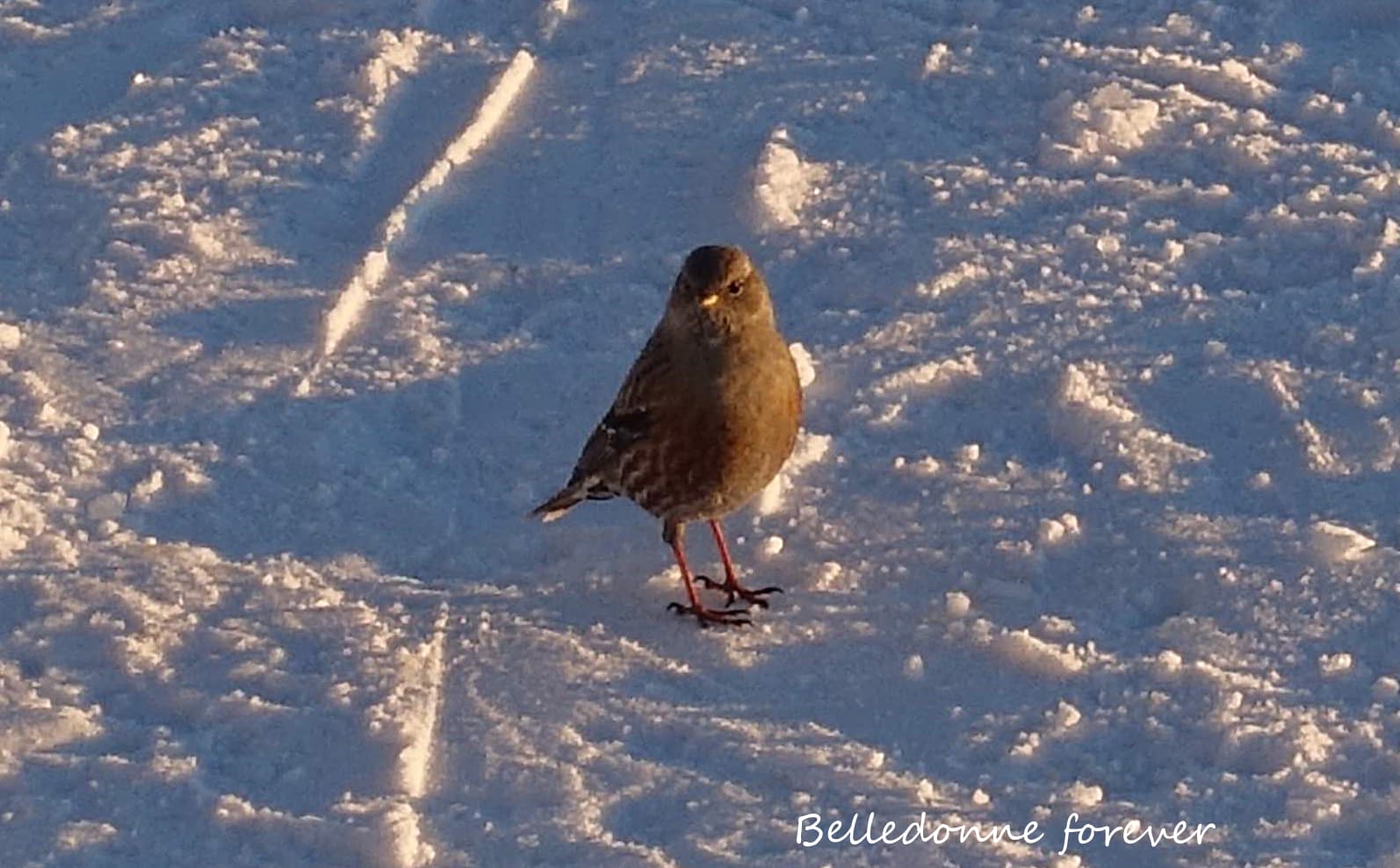 Il est libre l'oiseau pas de confinement mais pas chaud le soir  A.P.