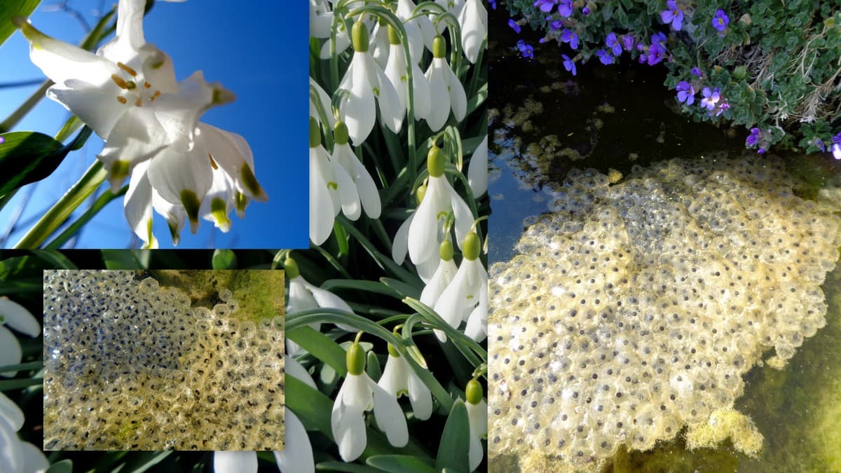 fin février: Nivéoles, perce-neige et pontes grenouilles rousses