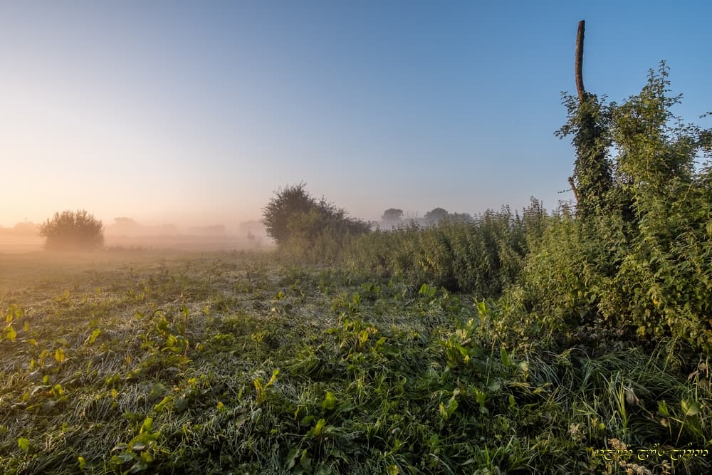 Forte est la brume