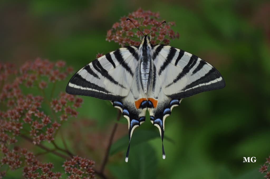 Le Machaon prince des papillons du jardin !!!