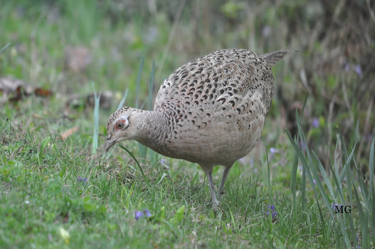 Poule faisane picorant dans mon terrain !!!