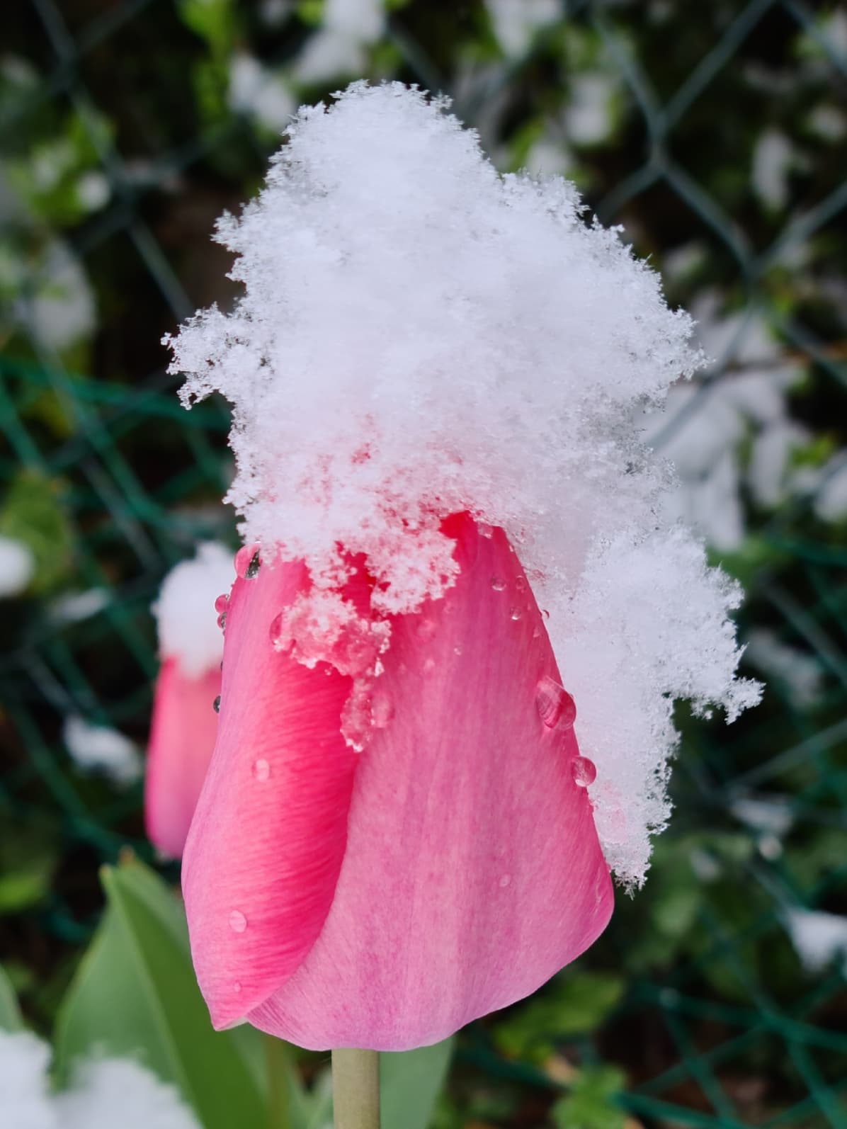 Retour de l'hiver