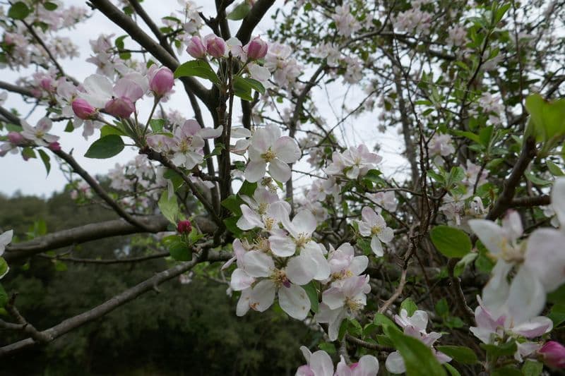 pommiers en fleurs
