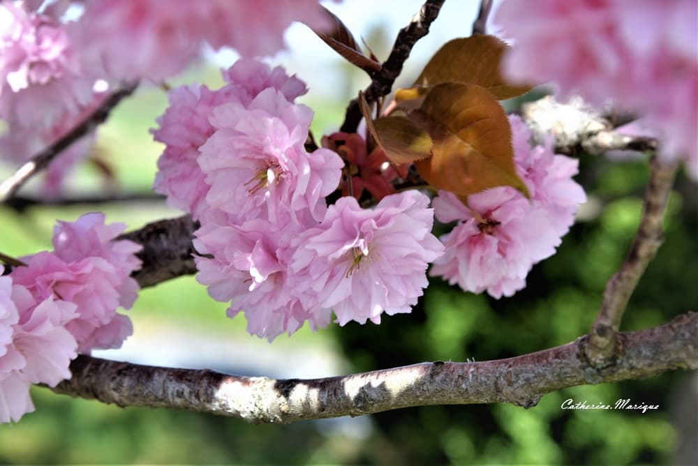 Printemps!