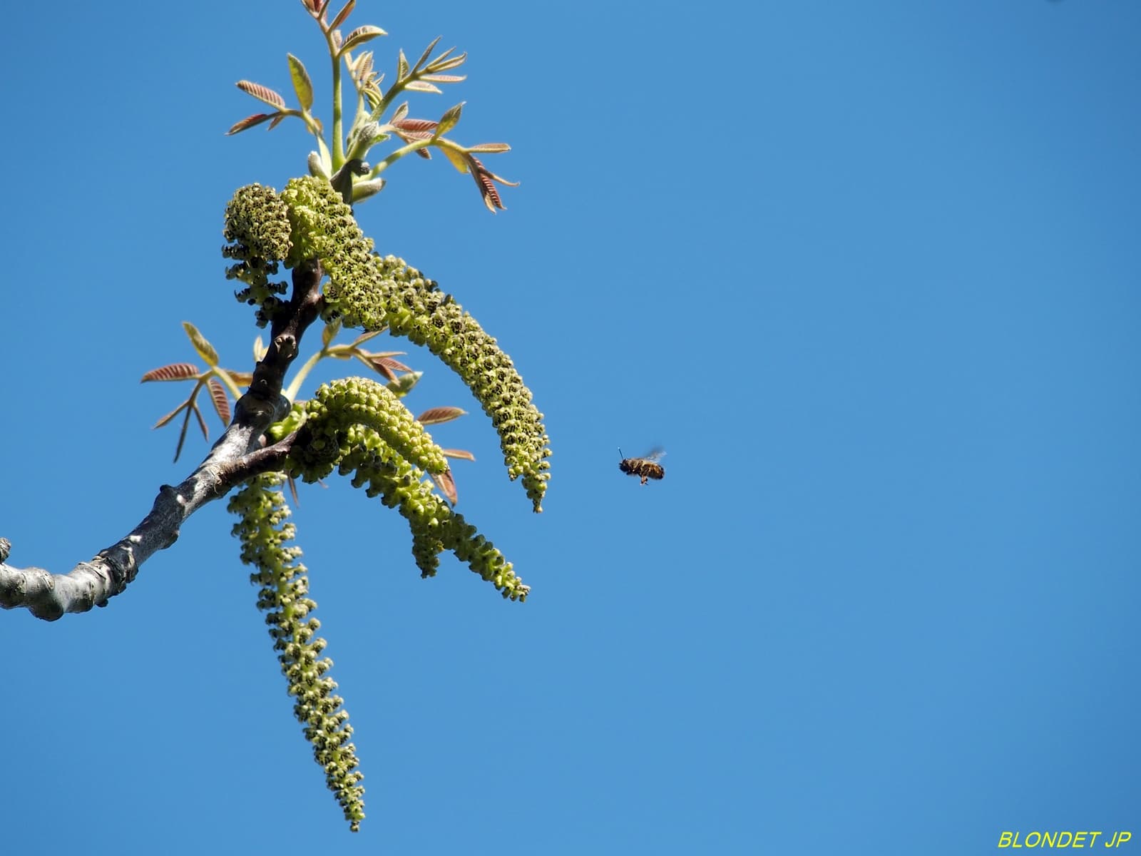Abeille au travail
