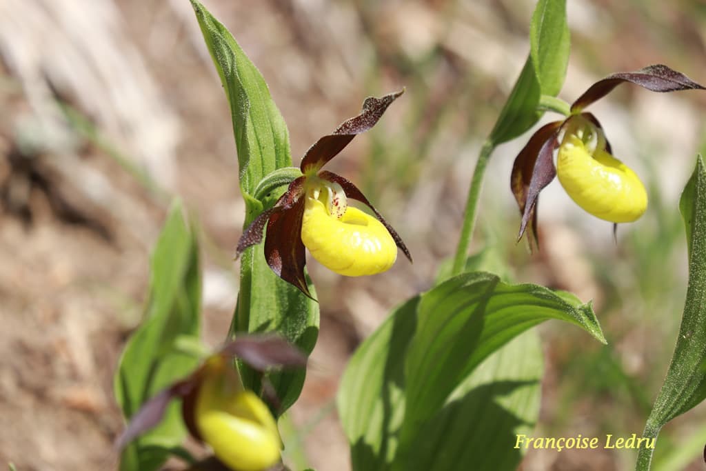 Les sabots de vénus sont déjà en fleurs