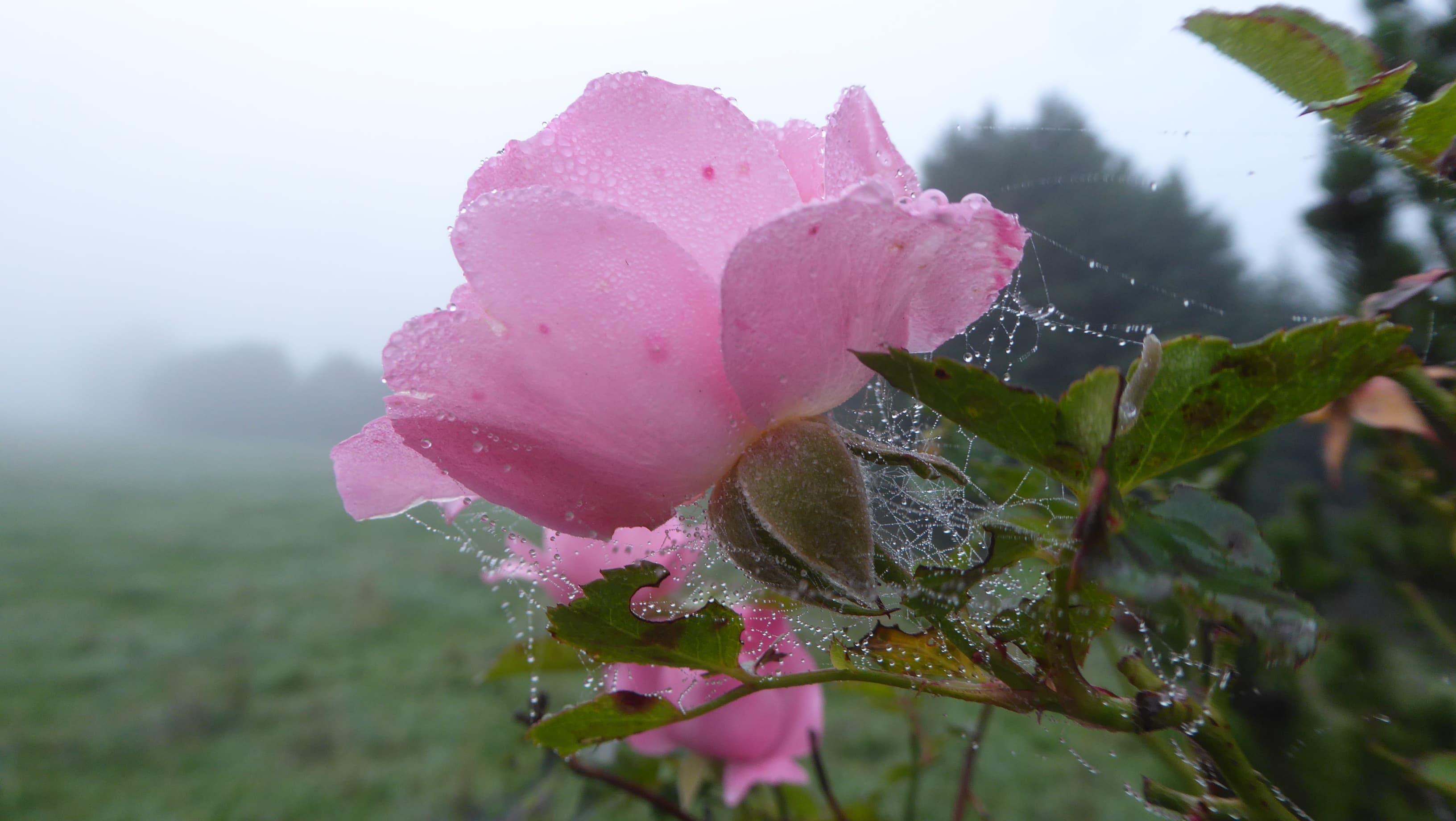 Brouillard dense