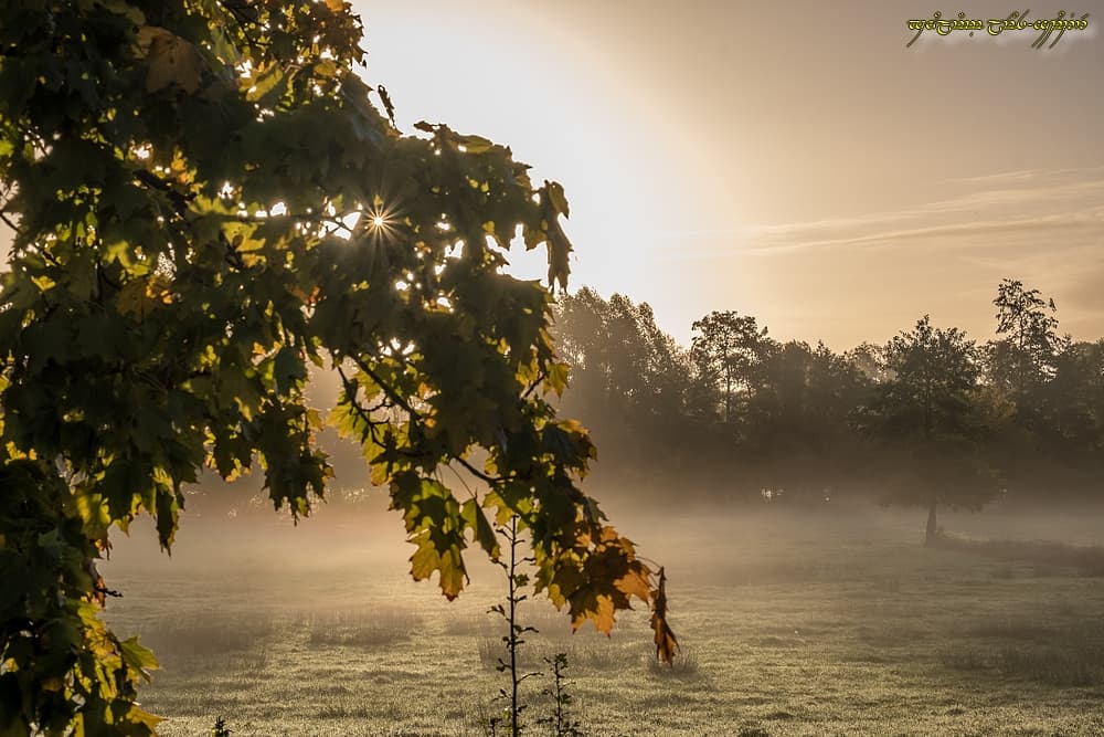 La brume et l'automne