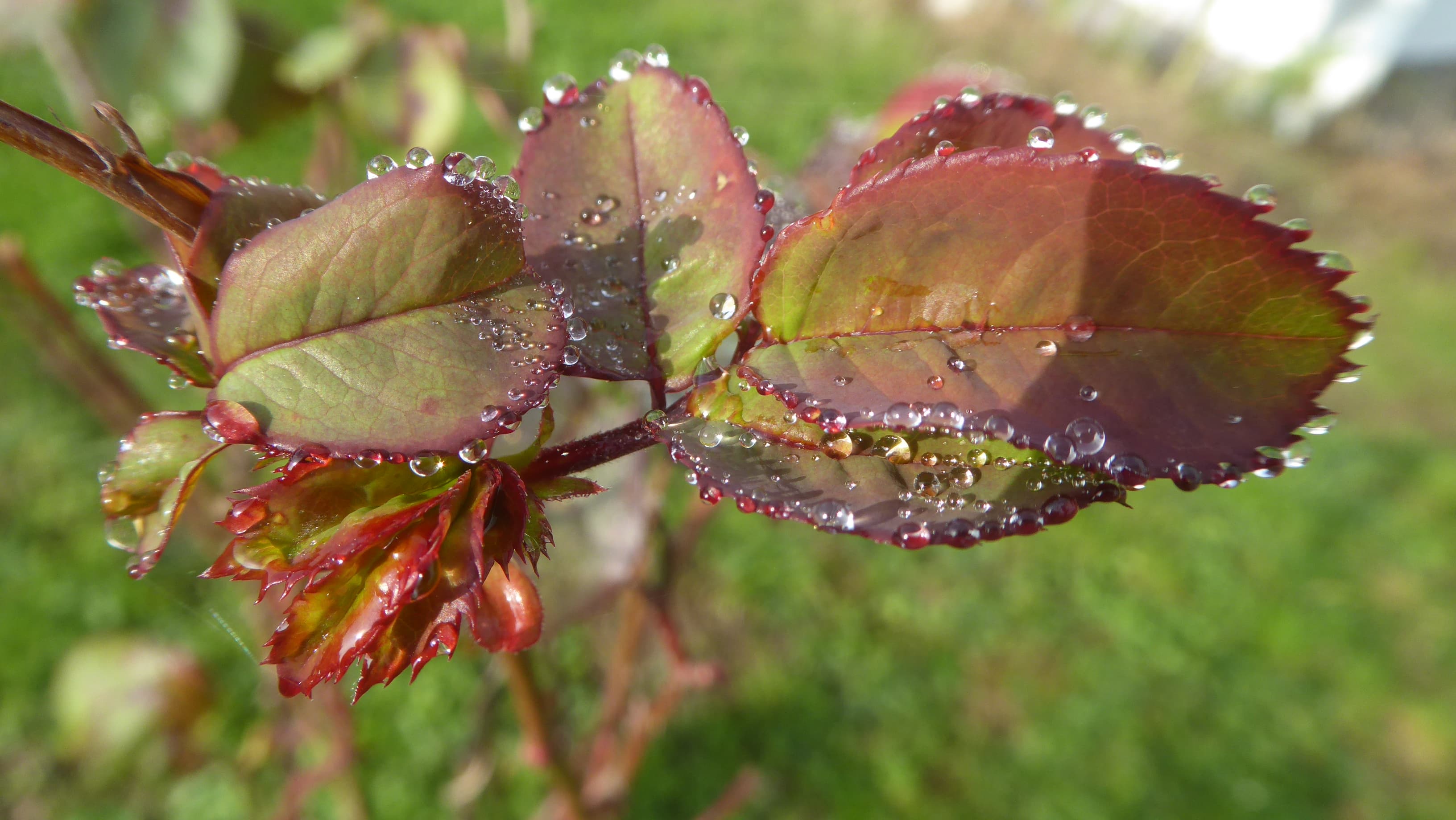 Rosée