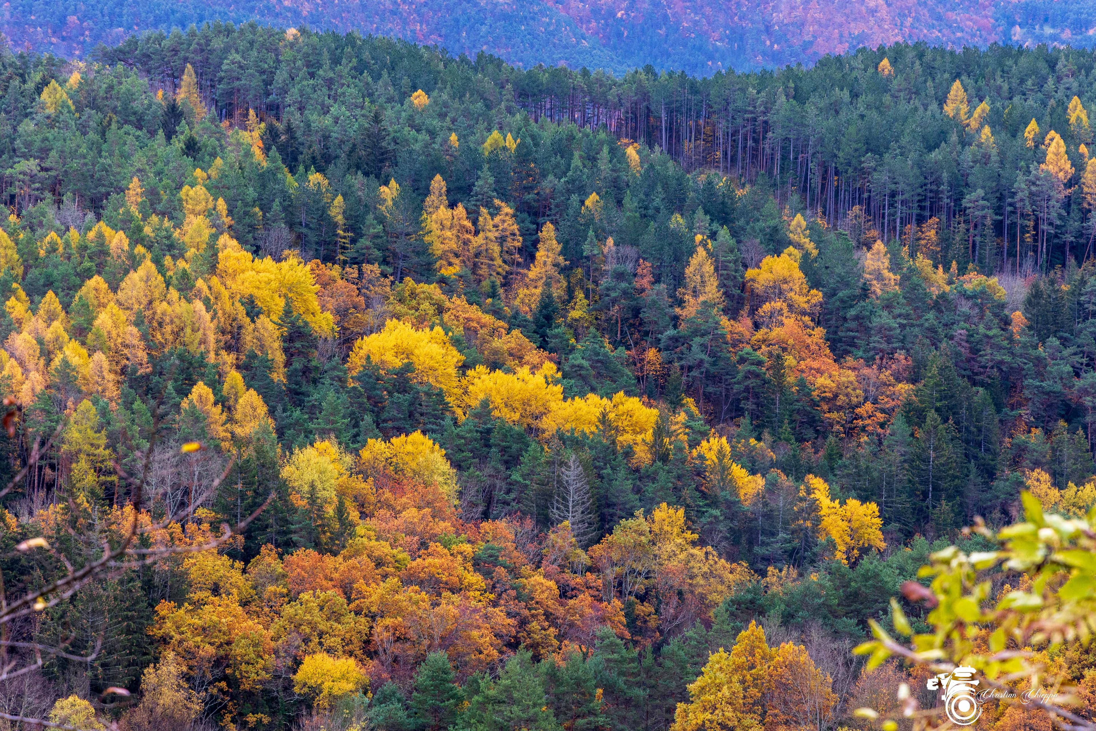 Dernières couleurs de l'automne
