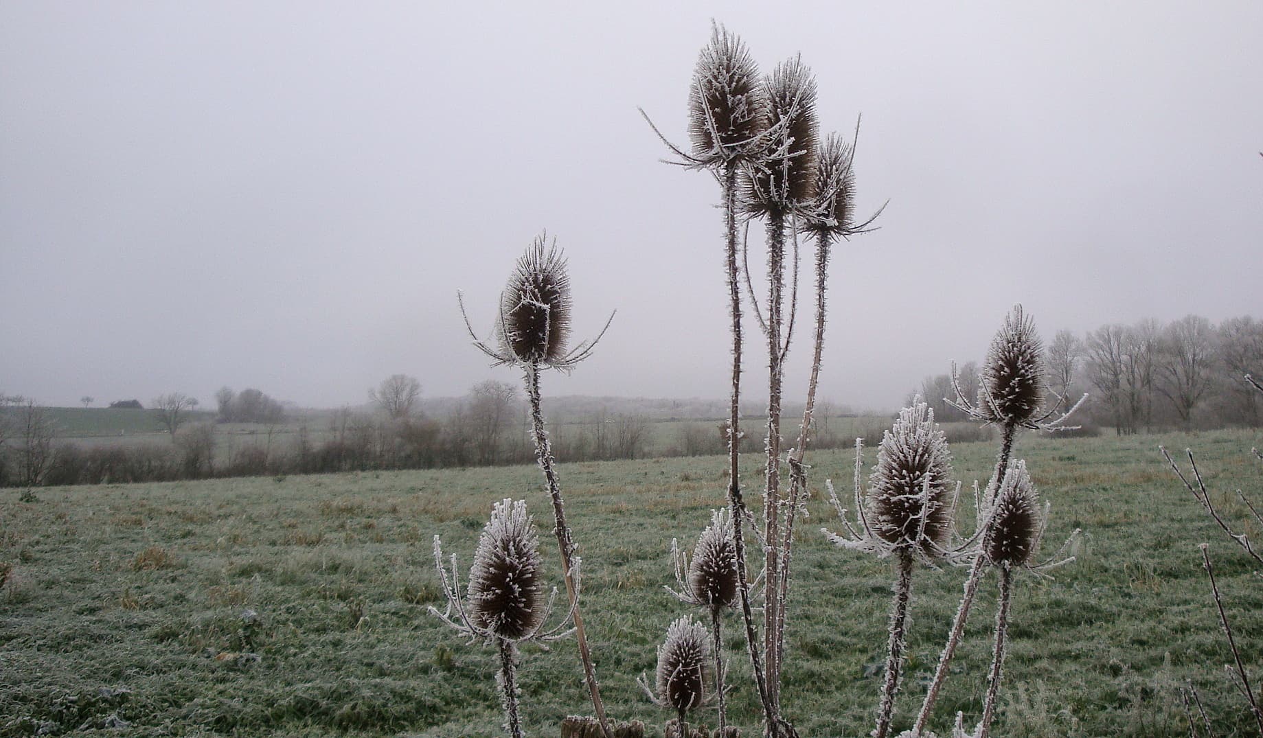 Brouillard givrant