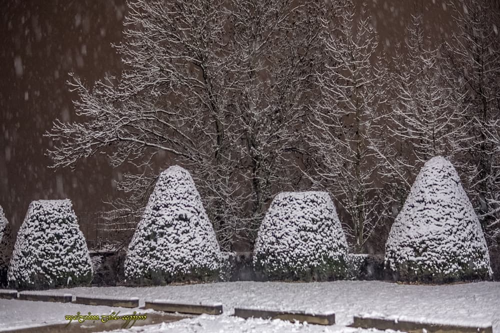 Neige sur les topiaires