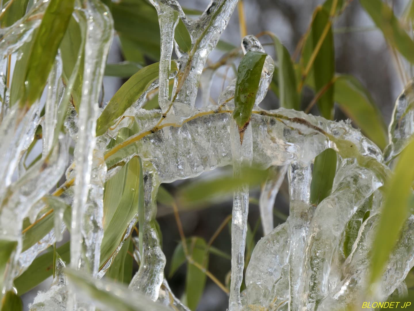 Fortes gelées en Matheysine