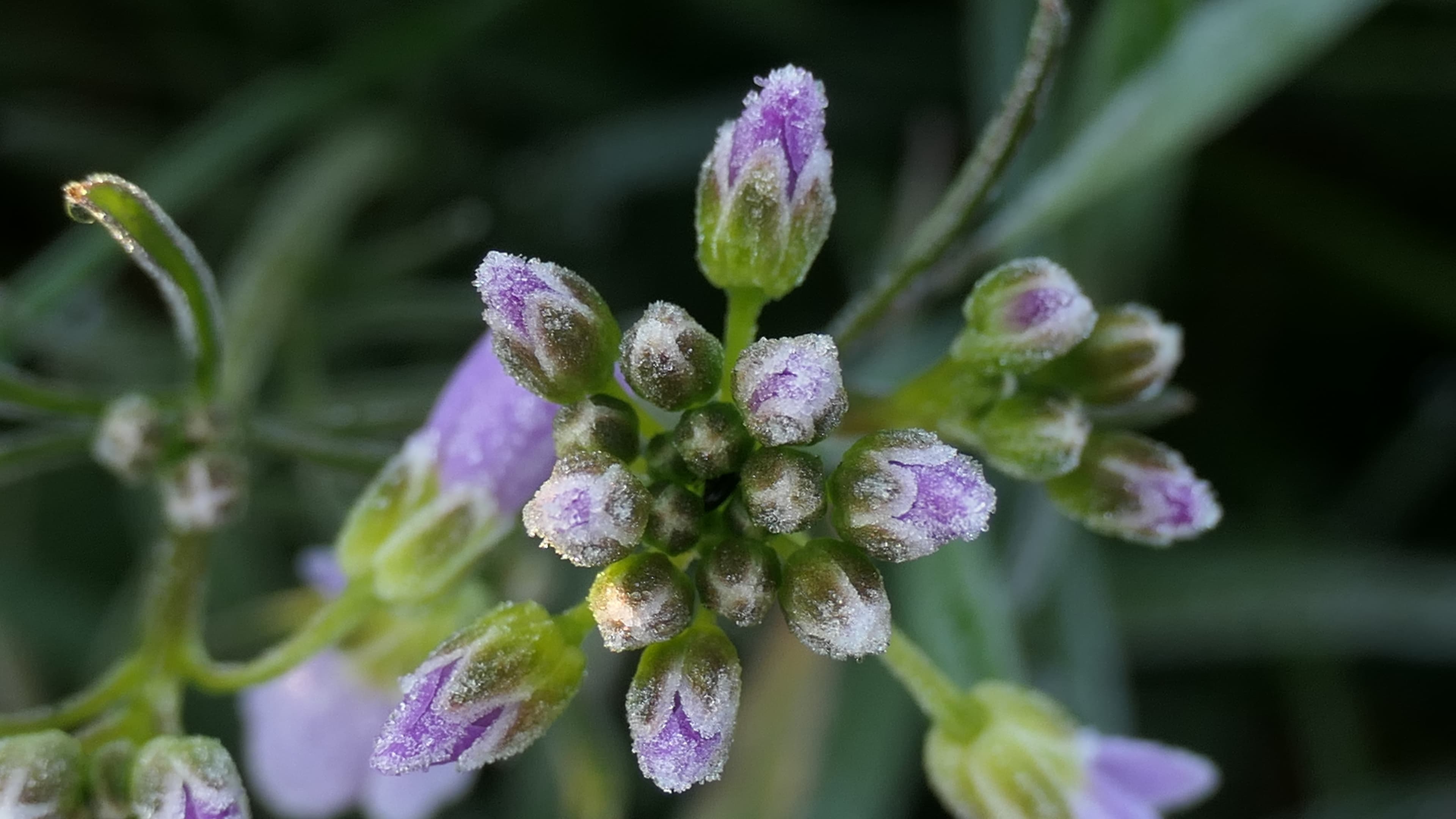 Cardamine givrée