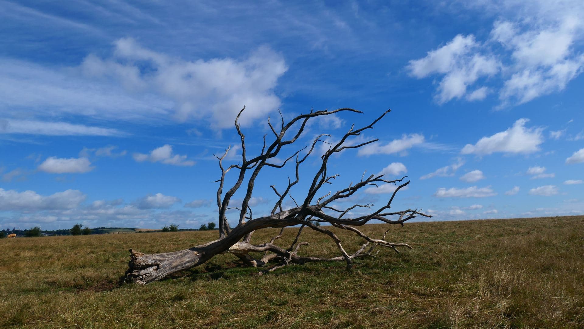 Arbre mort