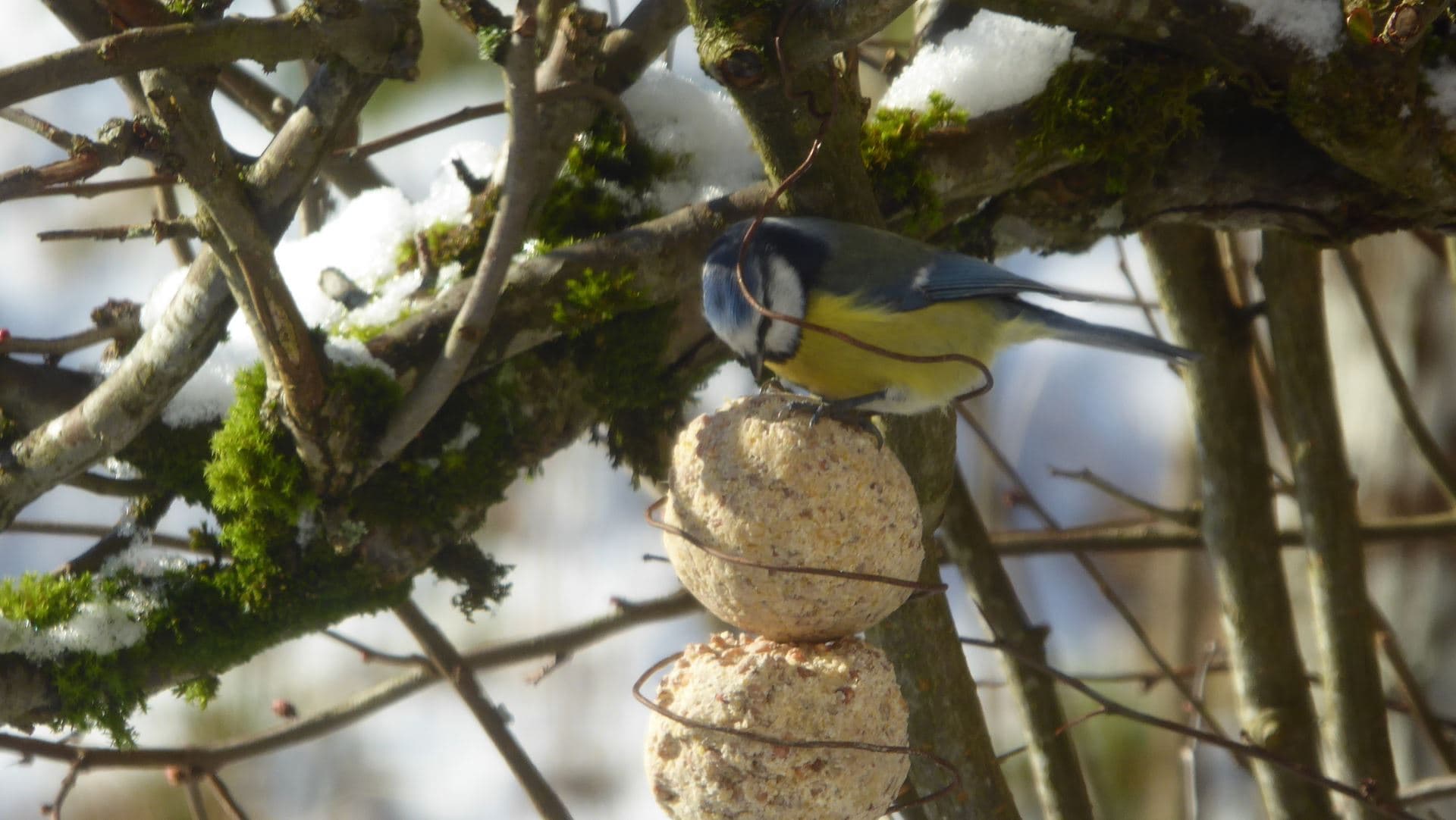 Mésange bleue