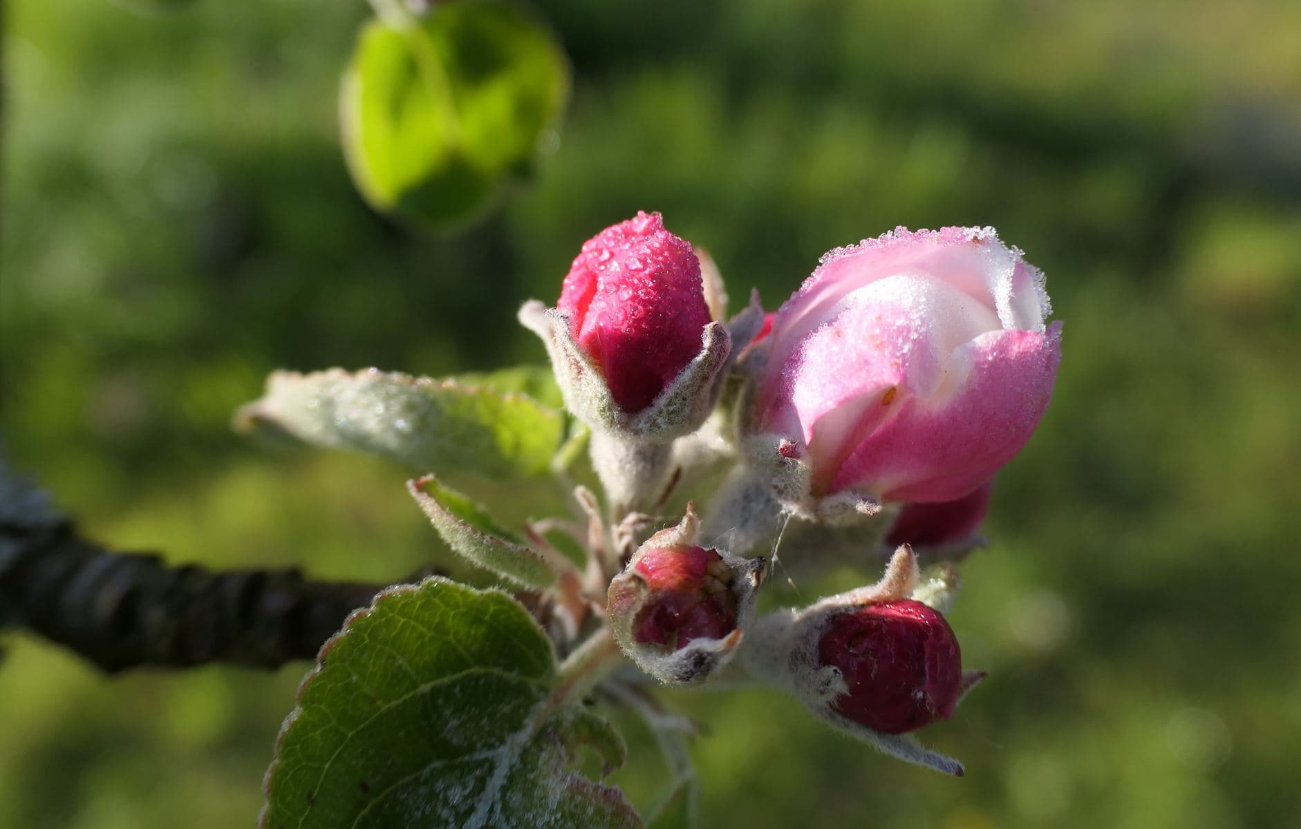 Gel sur les fleurs de pommiers