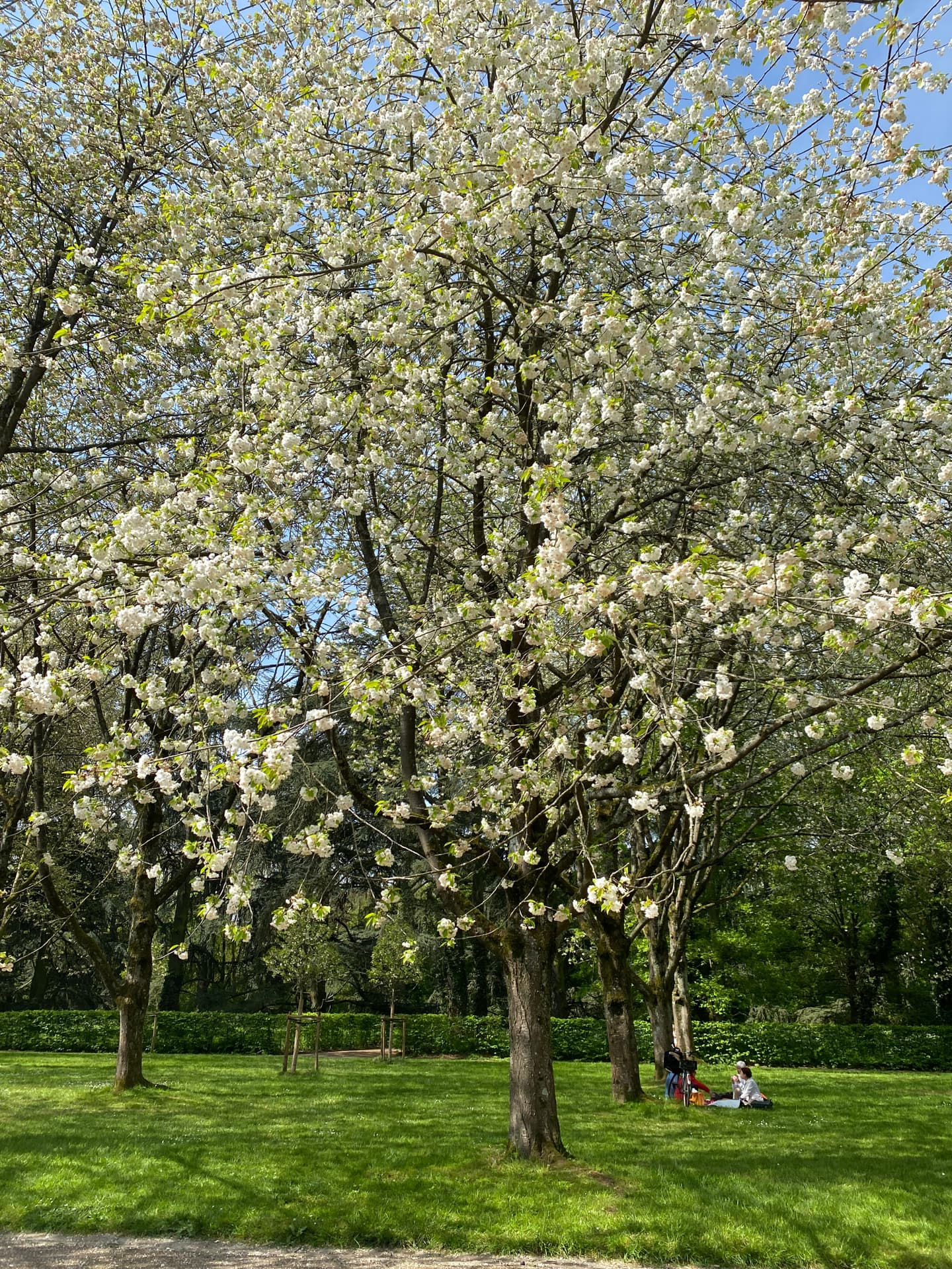 printemps-et-merisier-en-fleurs