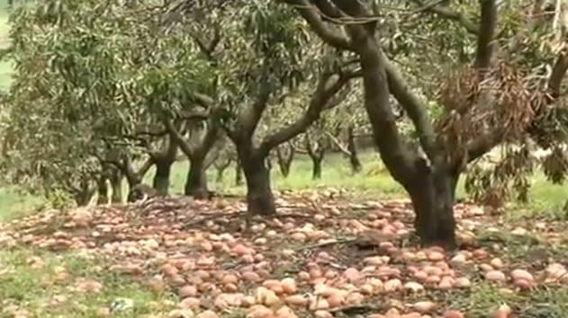 Image d'illustration pour Retour sur le cyclone Bejisa sur La Réunion
